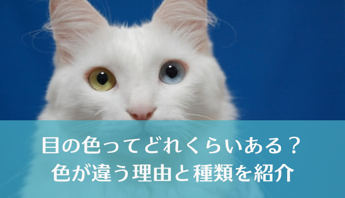 あなたの瞳の色は何色？世界の人はどんな色？