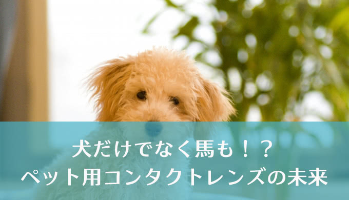 ペットにも専用のコンタクトレンズがあるって知ってましたか？進化する動物眼科の未来！